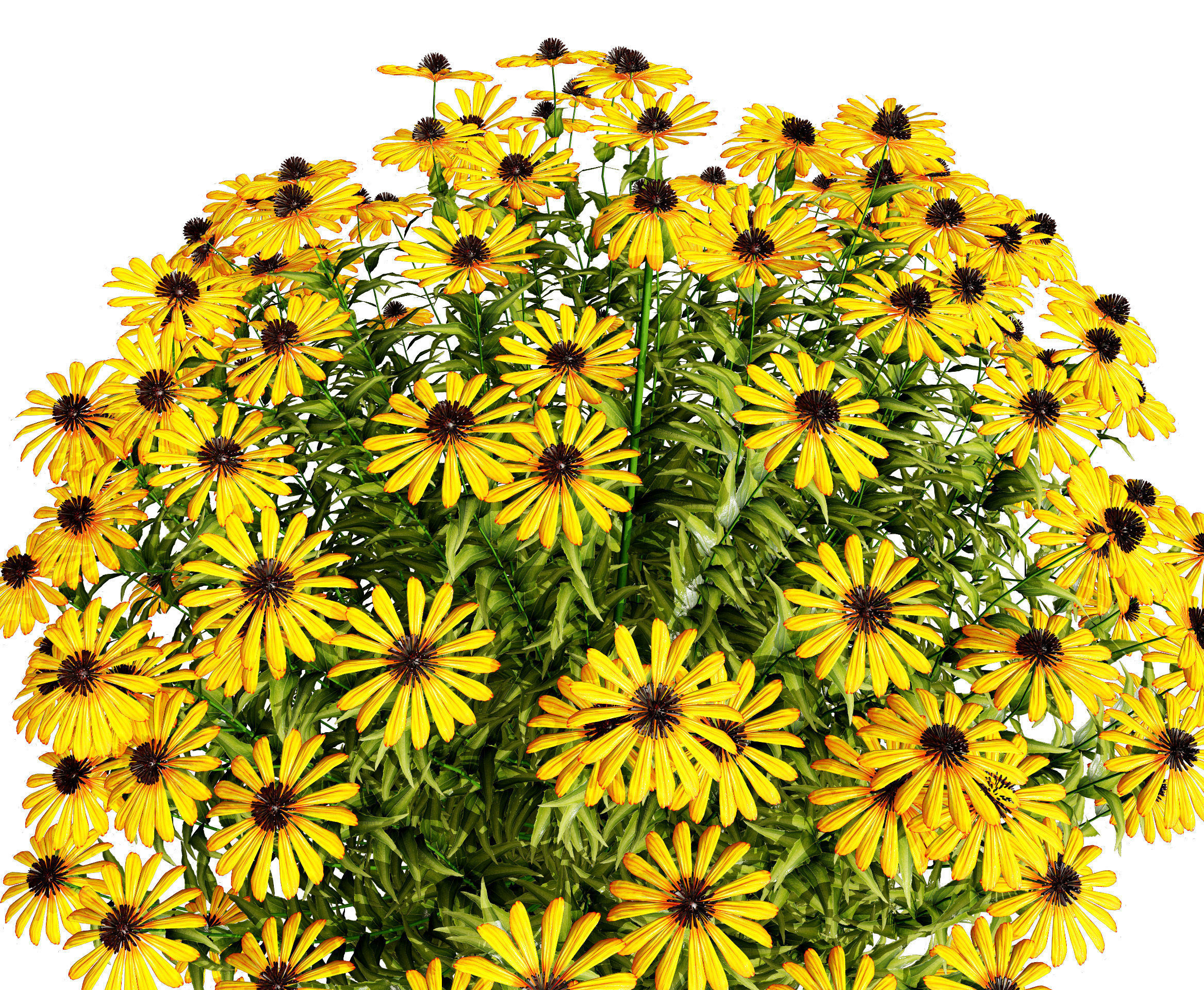 3d collection of Rubinstern and Coneflowers with free tutorial Low-poly 3D model_8