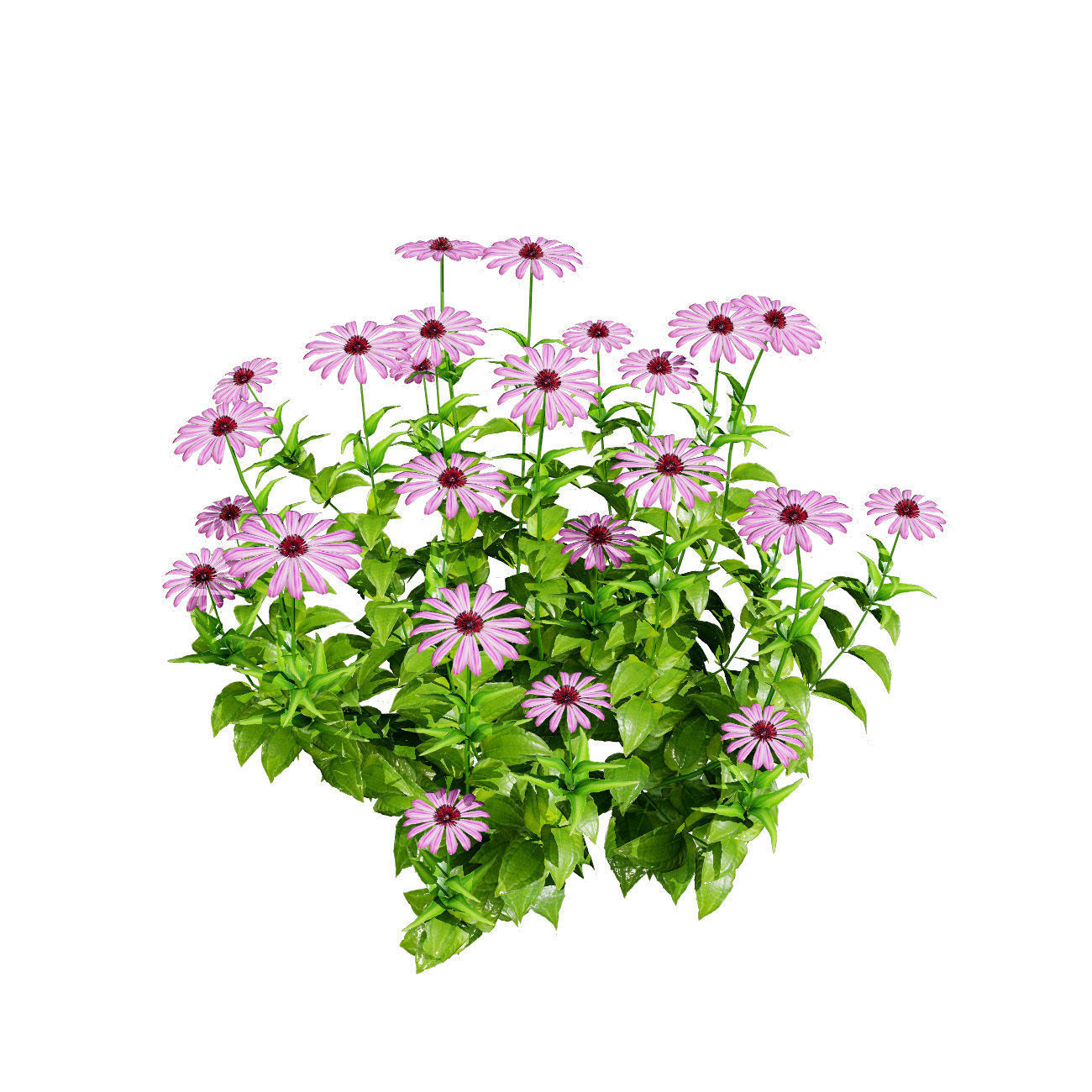 3d collection of Rubinstern and Coneflowers with free tutorial Low-poly 3D model_3