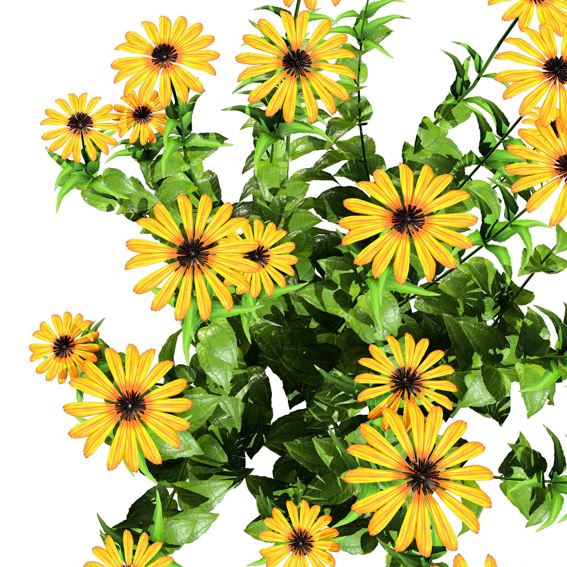 3d collection of Rubinstern and Coneflowers with free tutorial Low-poly 3D model_7