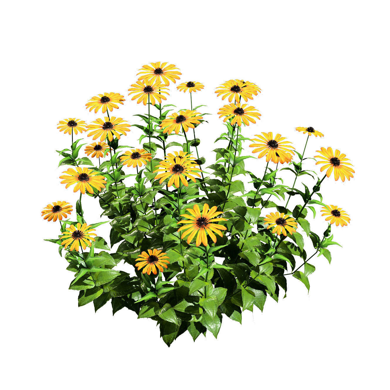 3d collection of Rubinstern and Coneflowers with free tutorial Low-poly 3D model_6