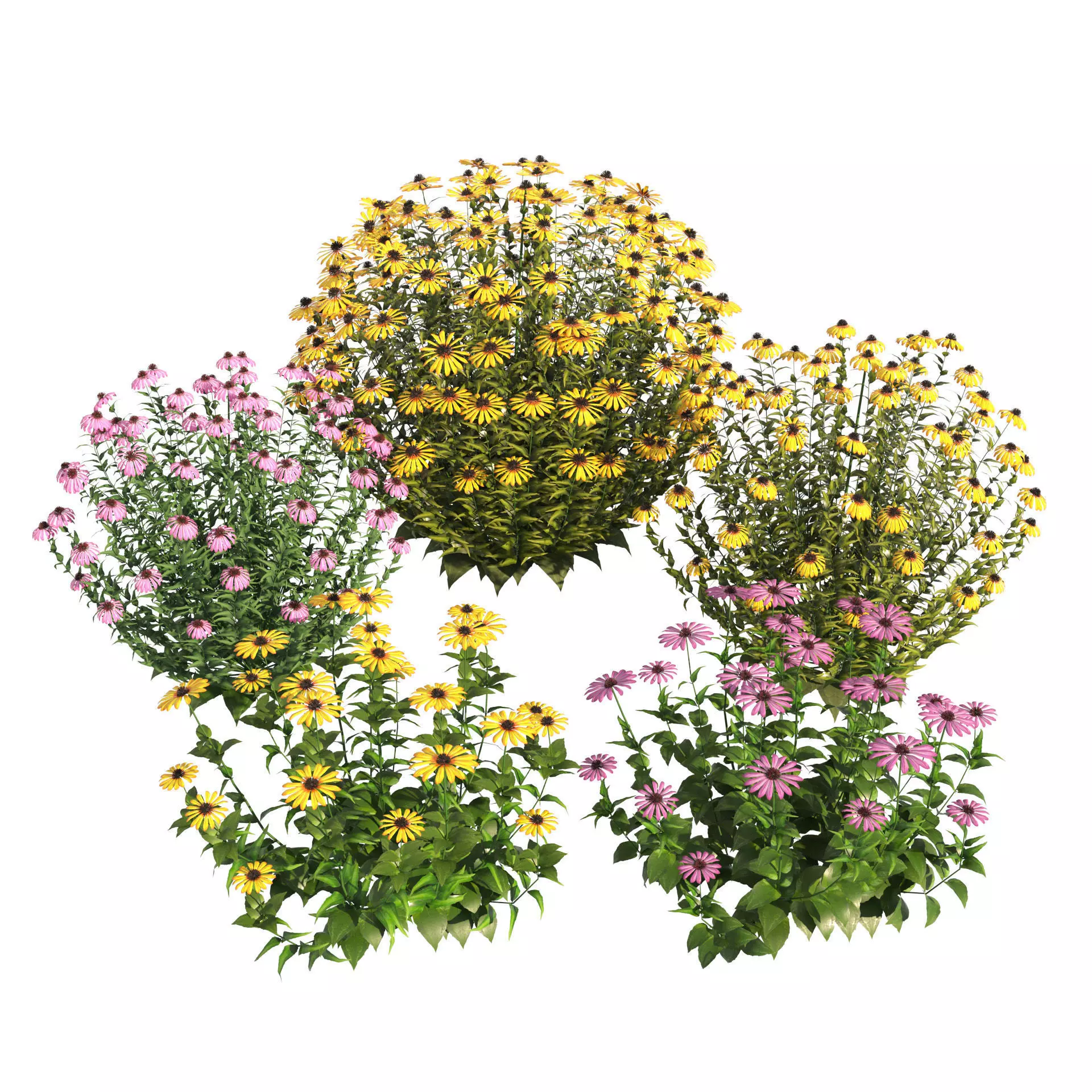3d collection of Rubinstern and Coneflowers with free tutorial Low-poly 3D model_0