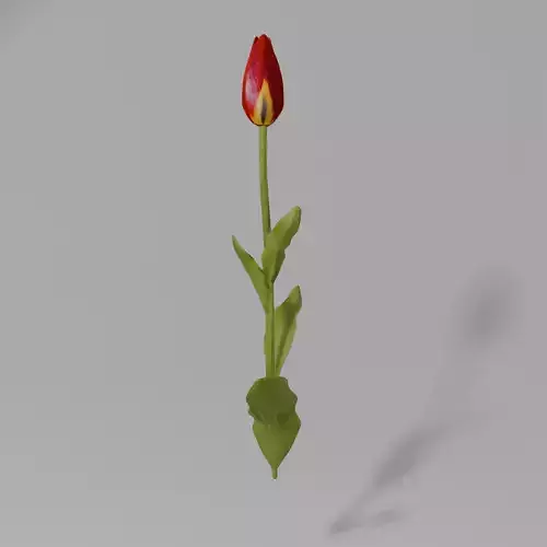 simple red tulip with textures