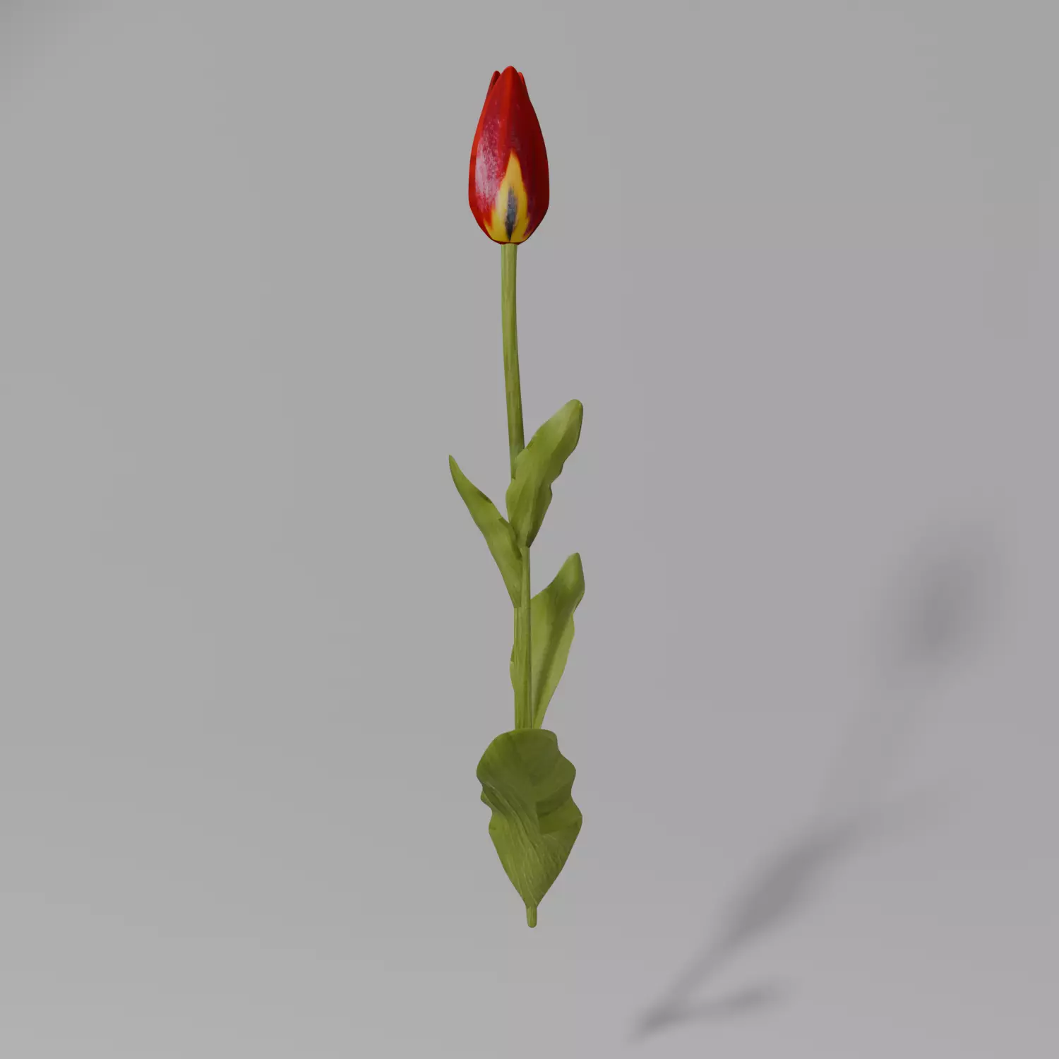 simple red tulip with textures Low-poly 3D model_0