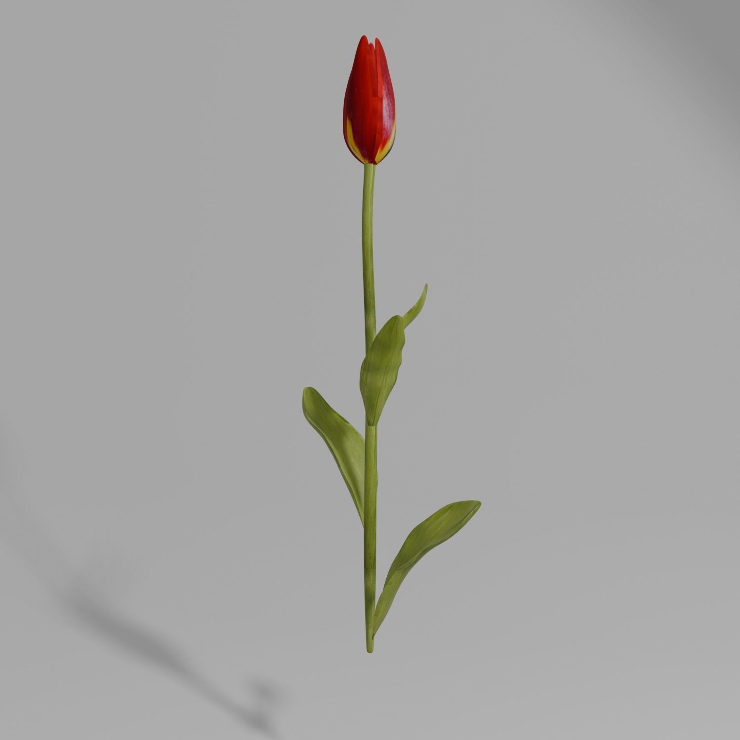 simple red tulip with textures Low-poly 3D model_1