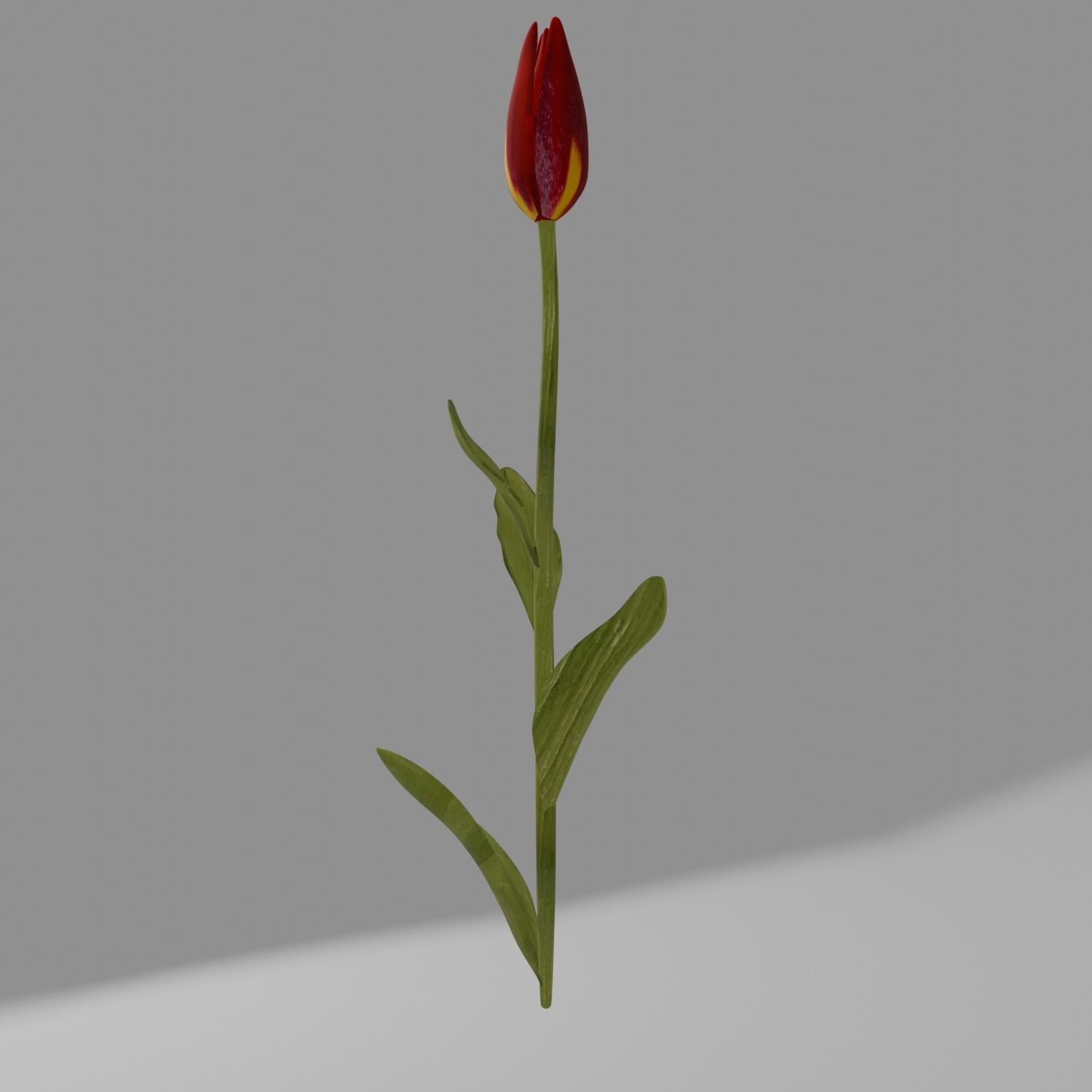 simple red tulip with textures Low-poly 3D model_2