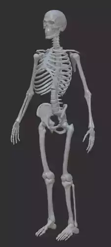 Skeleton 