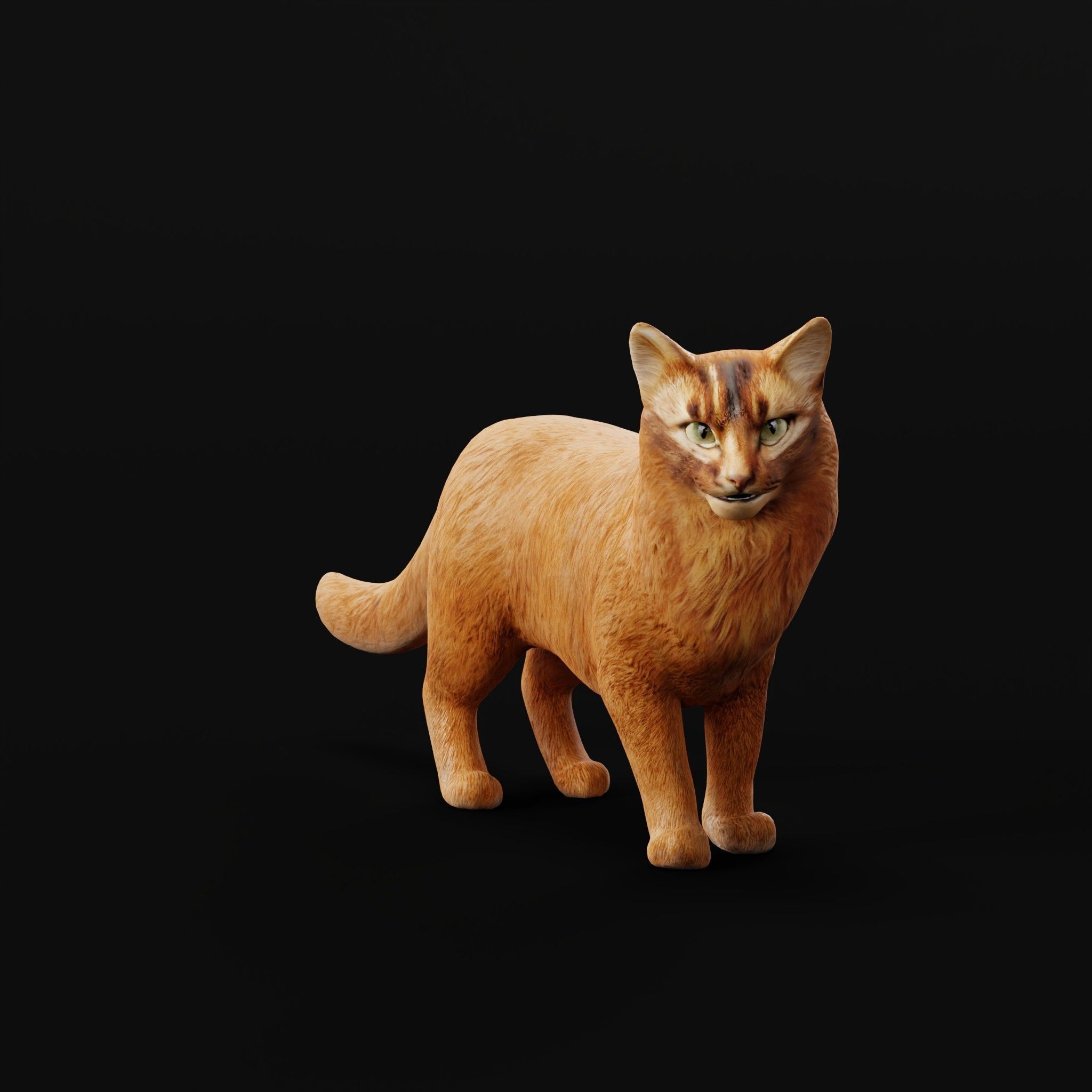 Long-haired Abyssinian Cat 3D model_8