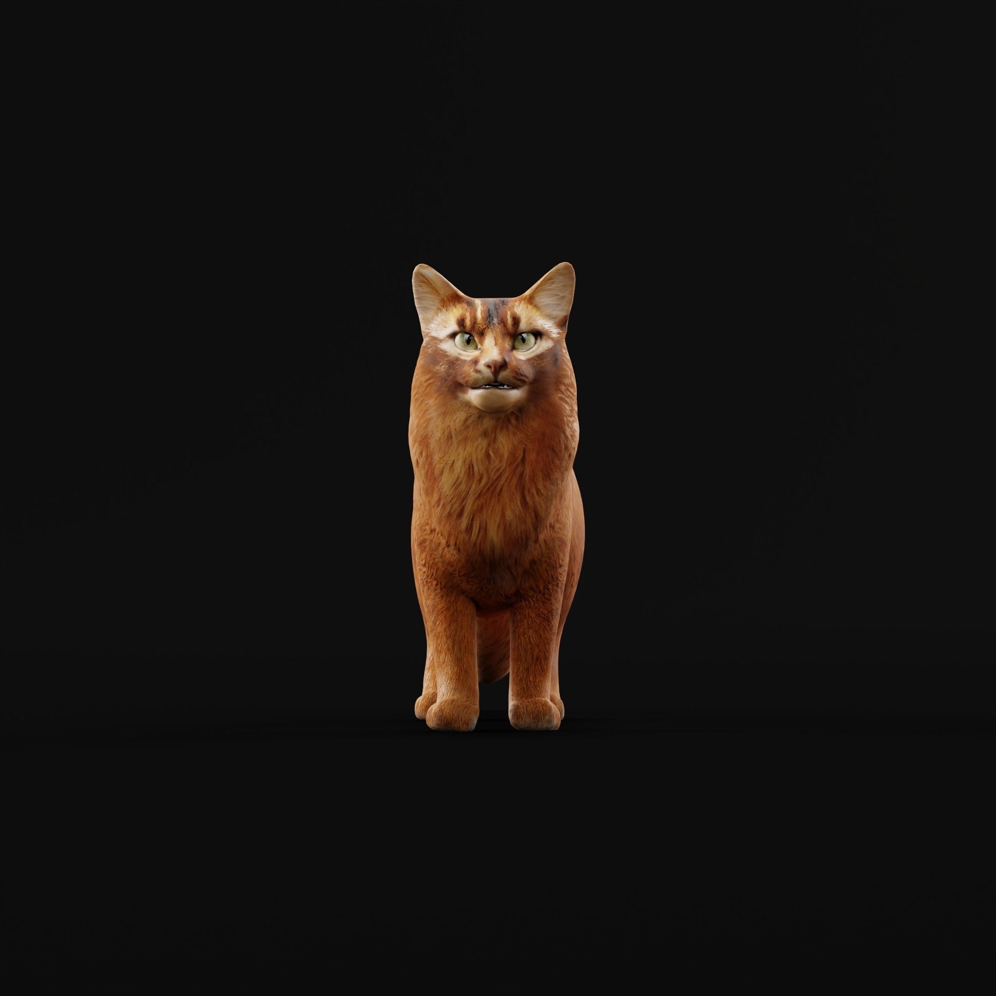 Long-haired Abyssinian Cat 3D model_3
