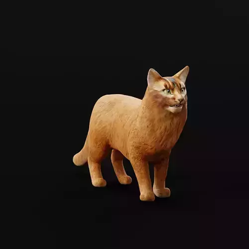 Long-haired Abyssinian Cat 3D model