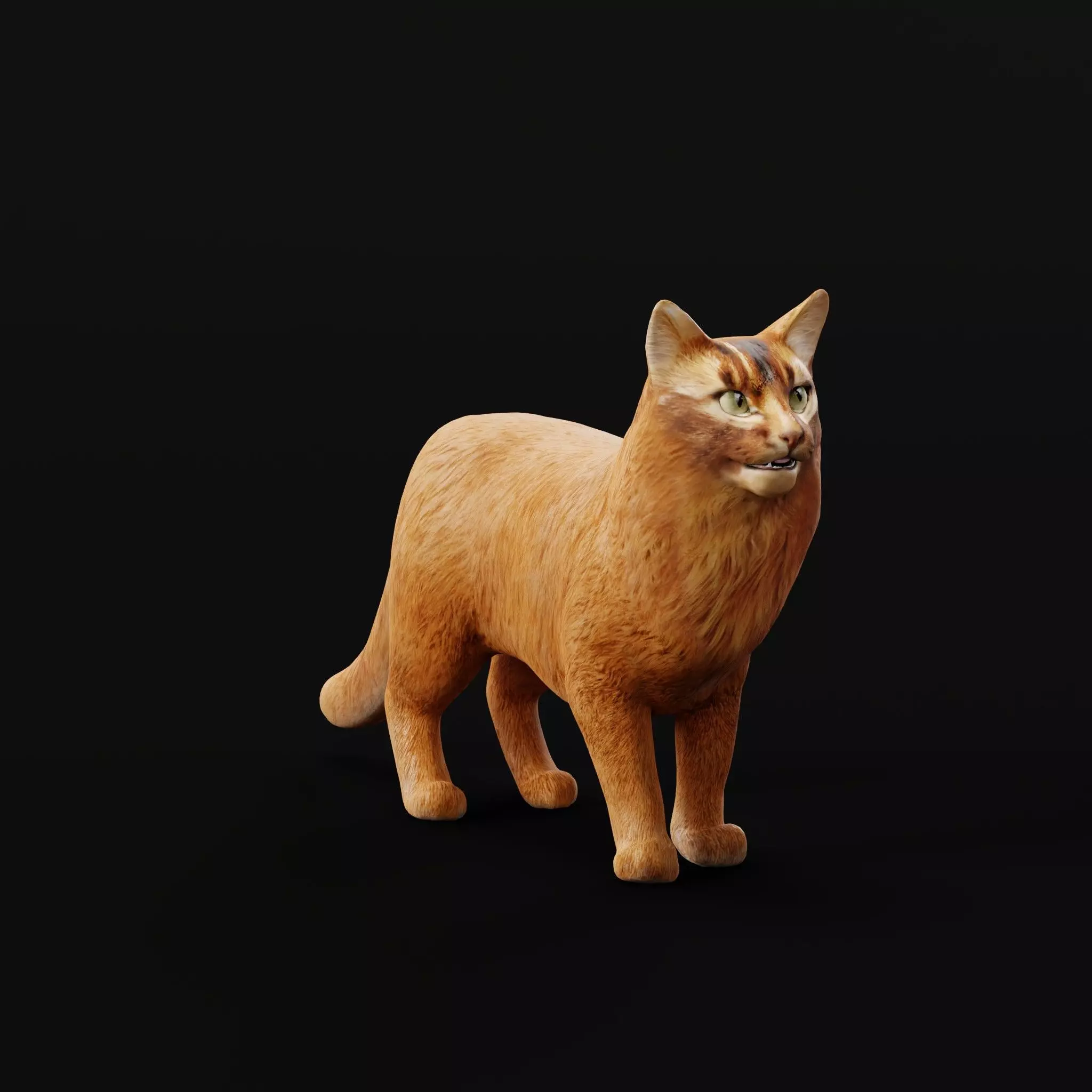 Long-haired Abyssinian Cat 3D model_0