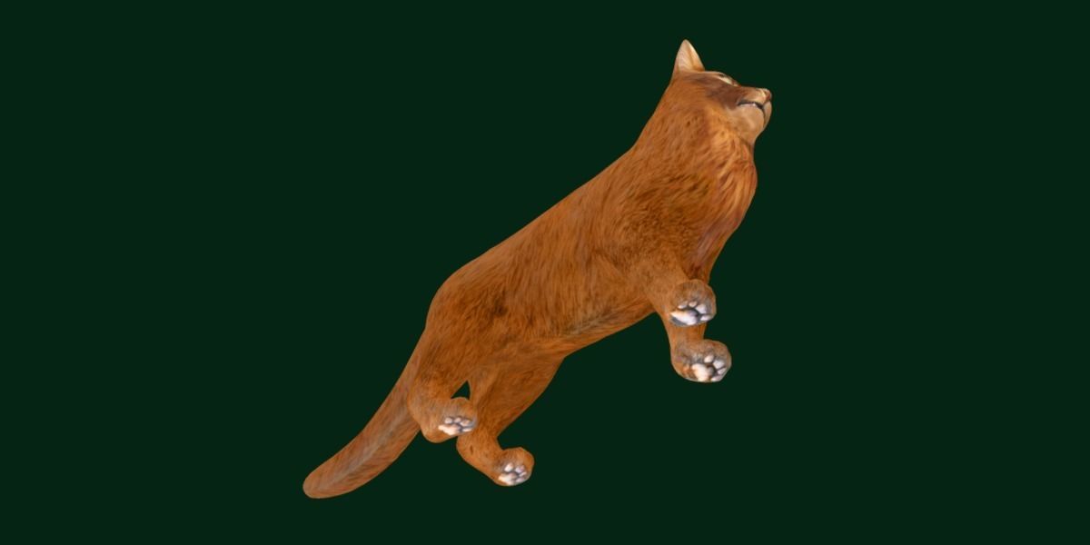 Long-haired Abyssinian Cat 3D model_20