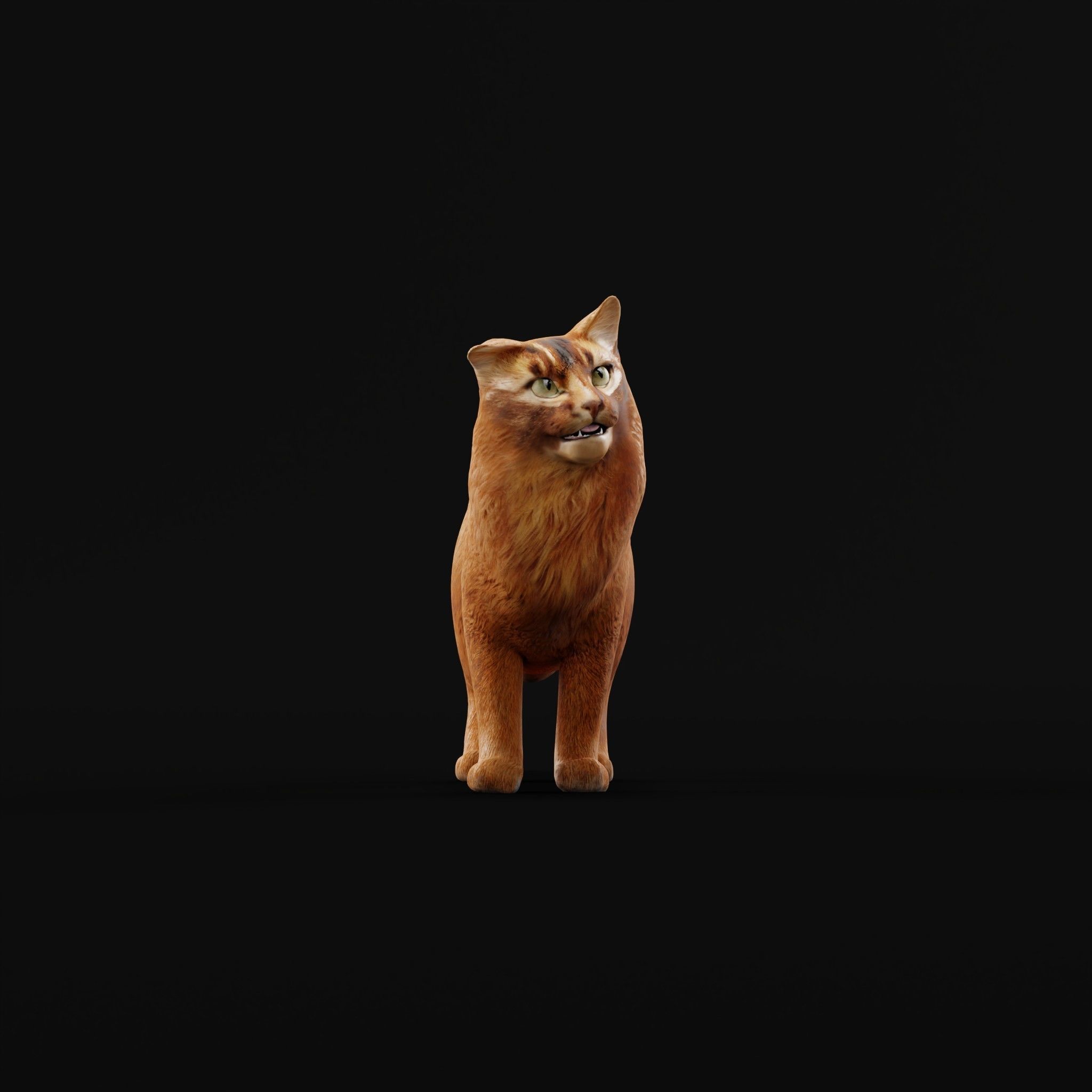 Long-haired Abyssinian Cat 3D model_7