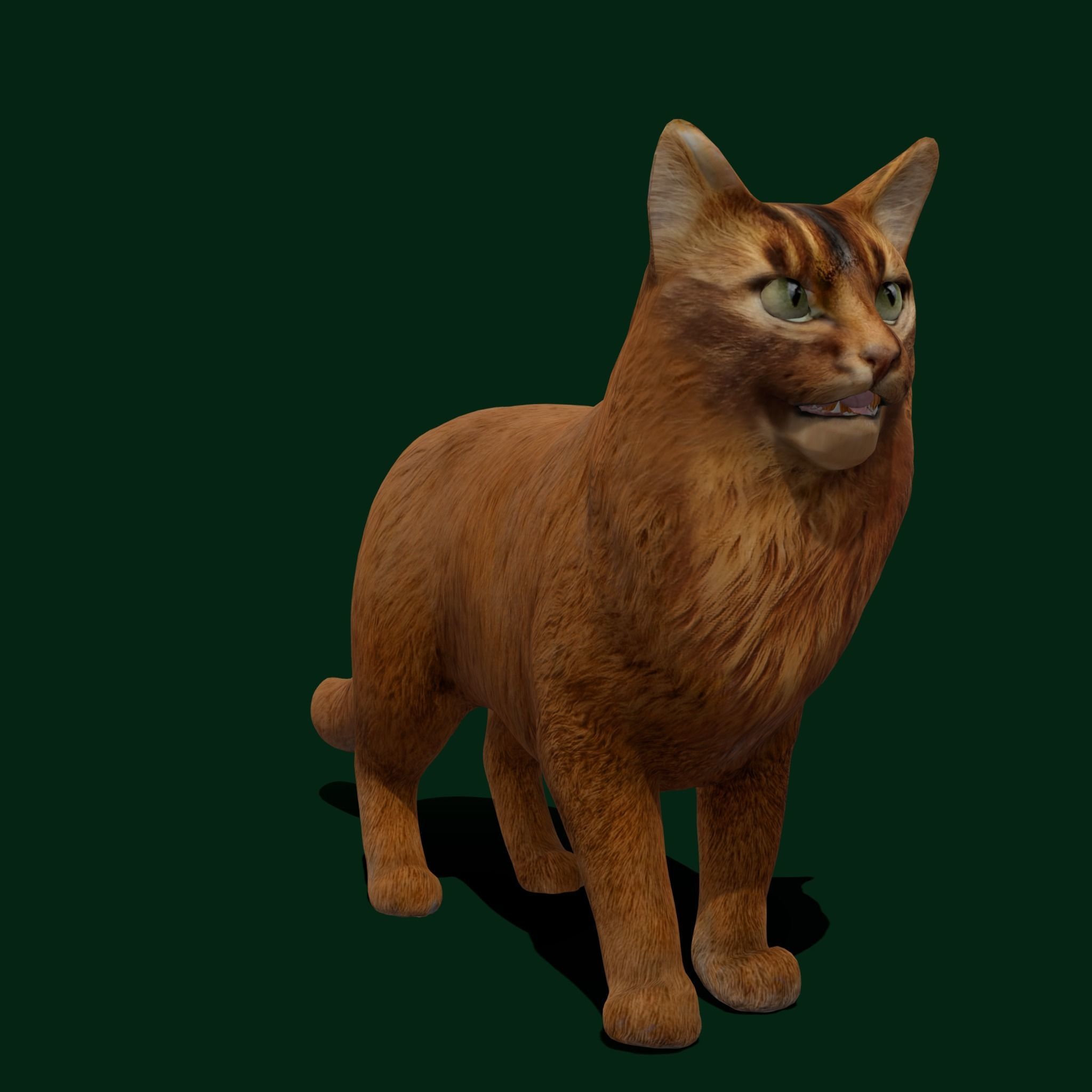 Long-haired Abyssinian Cat 3D model_15
