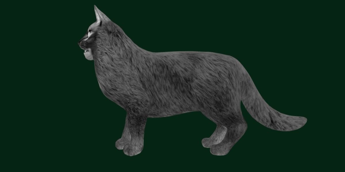 Long-haired Abyssinian Cat 3D model_23