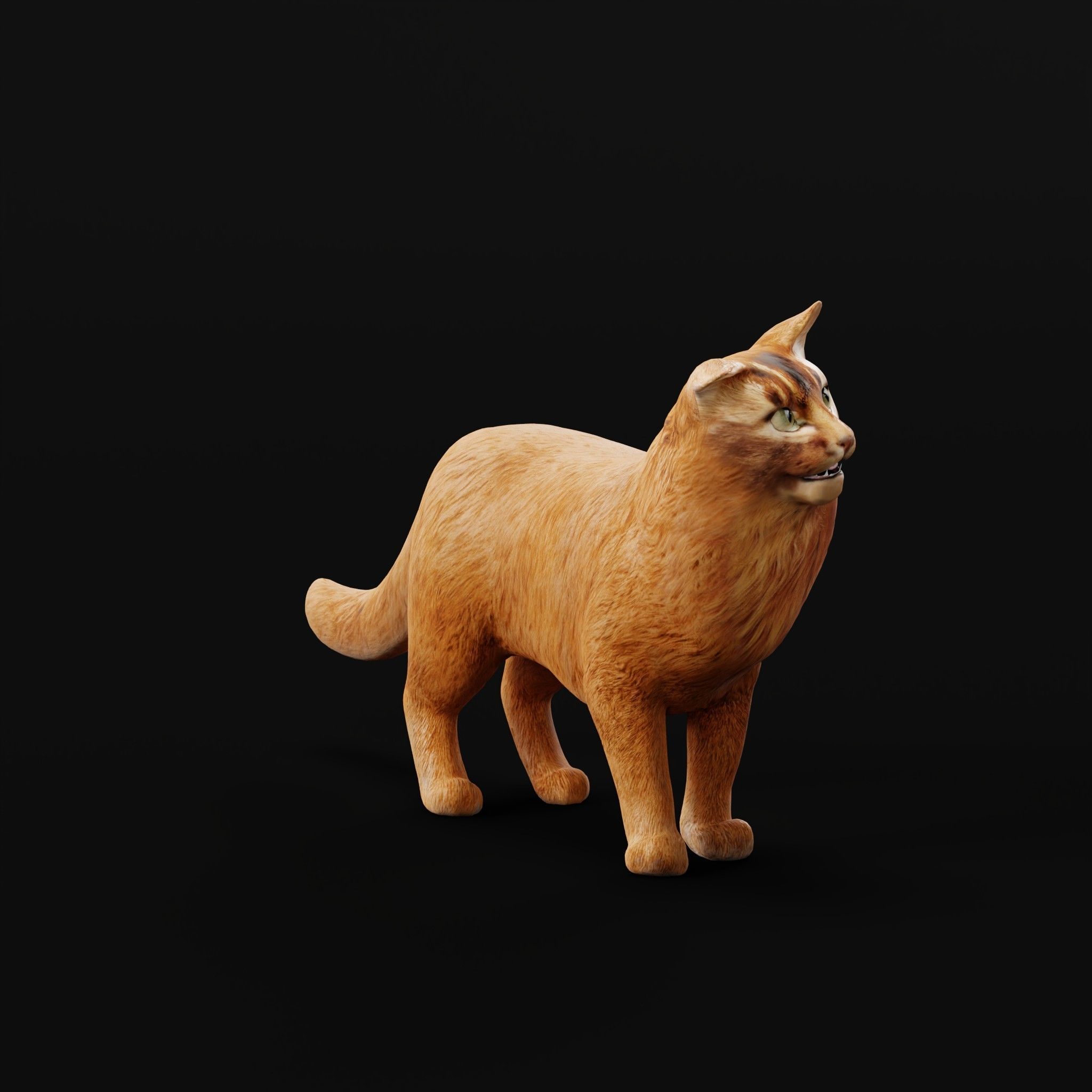 Long-haired Abyssinian Cat 3D model_6