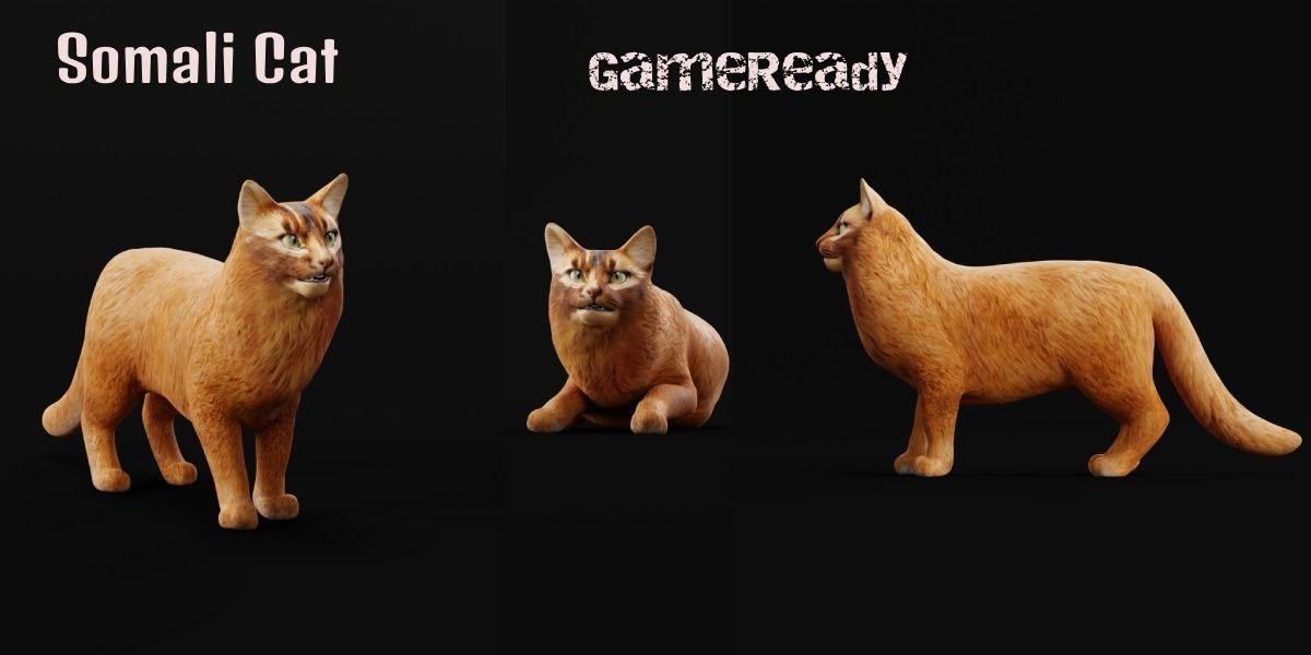 Long-haired Abyssinian Cat 3D model_2