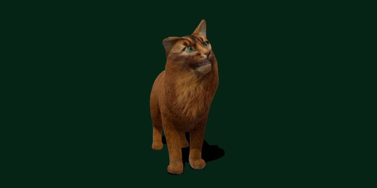 Long-haired Abyssinian Cat 3D model_25