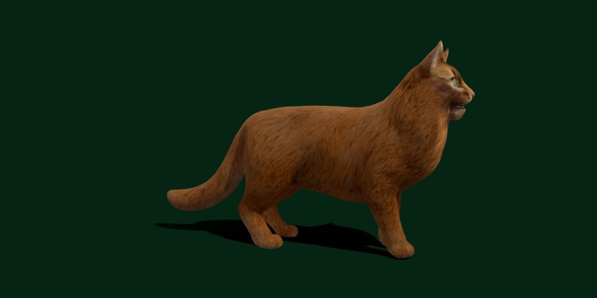Long-haired Abyssinian Cat 3D model_10