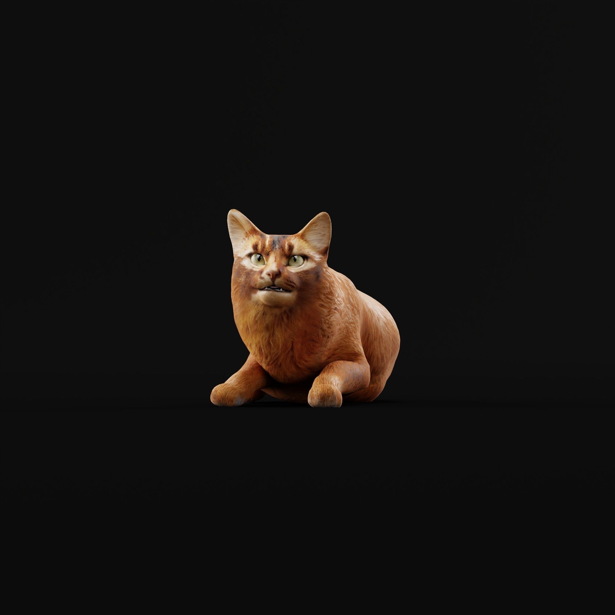 Long-haired Abyssinian Cat 3D model_9
