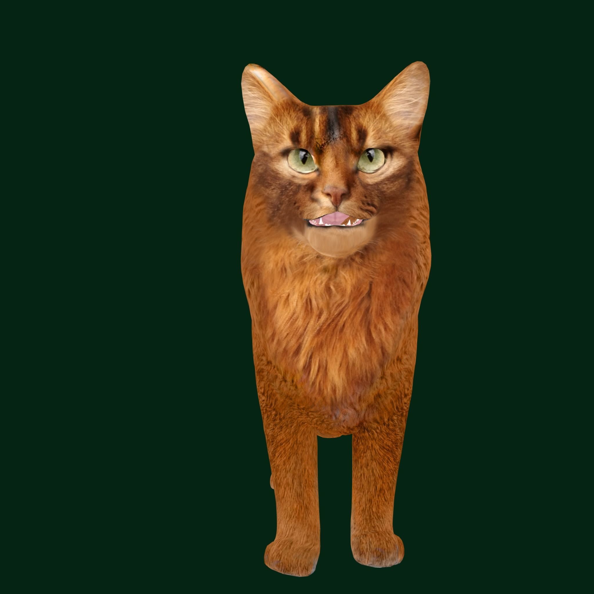 Long-haired Abyssinian Cat 3D model_16