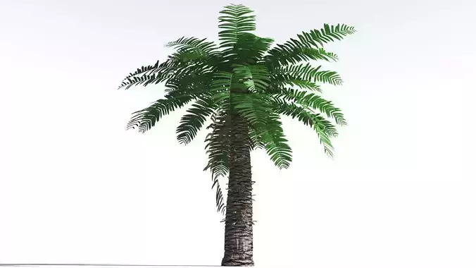 EVERYPlant Pseudoctnis Cycad 1 --12 Models-- 3D model