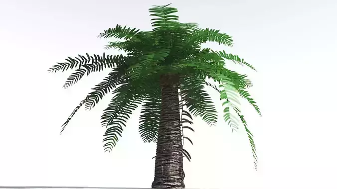 EVERYPlant Pseudoctnis Cycad 2 --12 Models-- 3D model