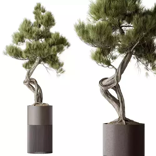 HQ HousePlants Bonsai Pinus Pentaphylla Thunbergii10