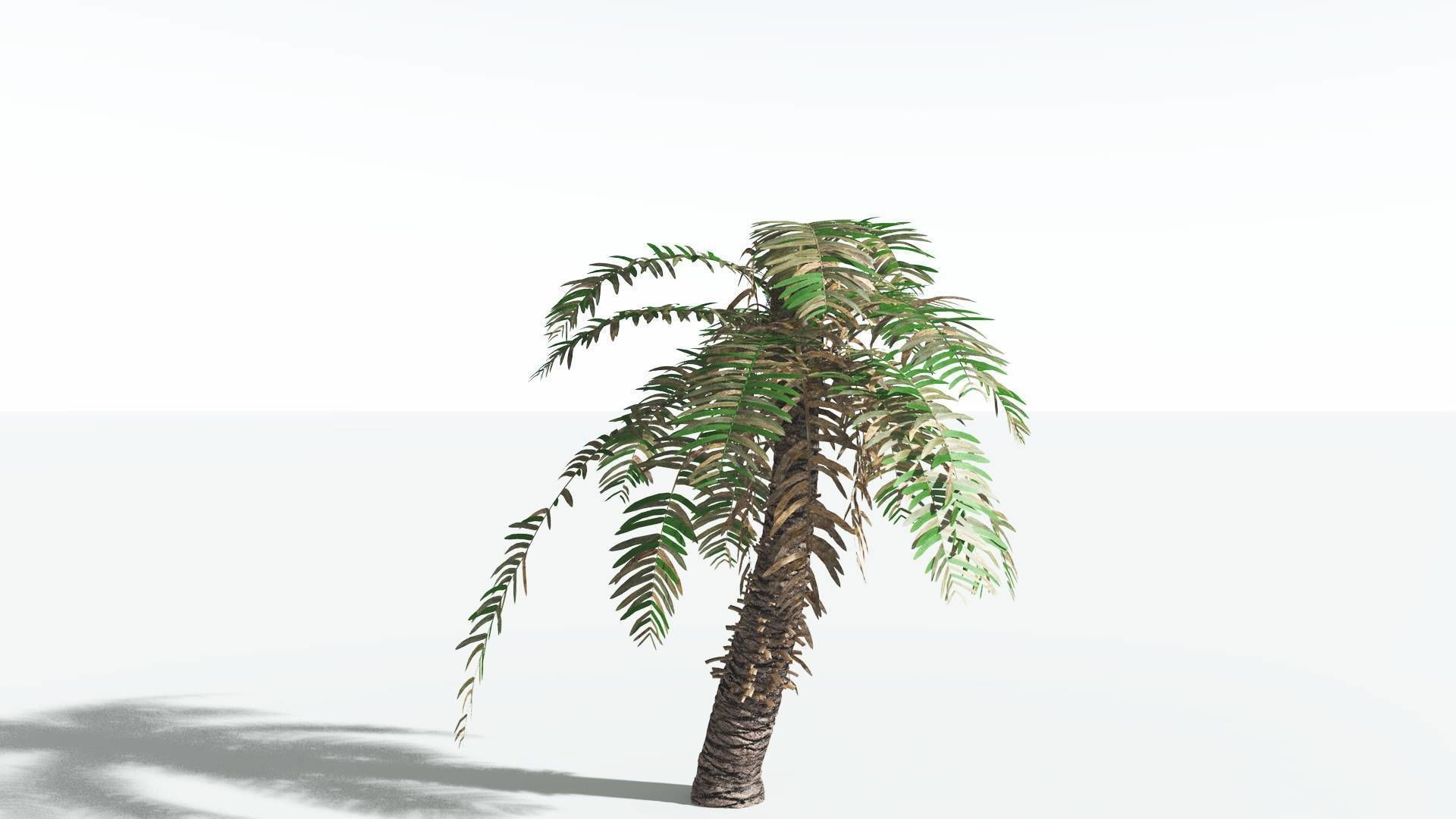 EVERYPlant Pseudoctnis Cycad 3 --12 Models-- 3D model_8