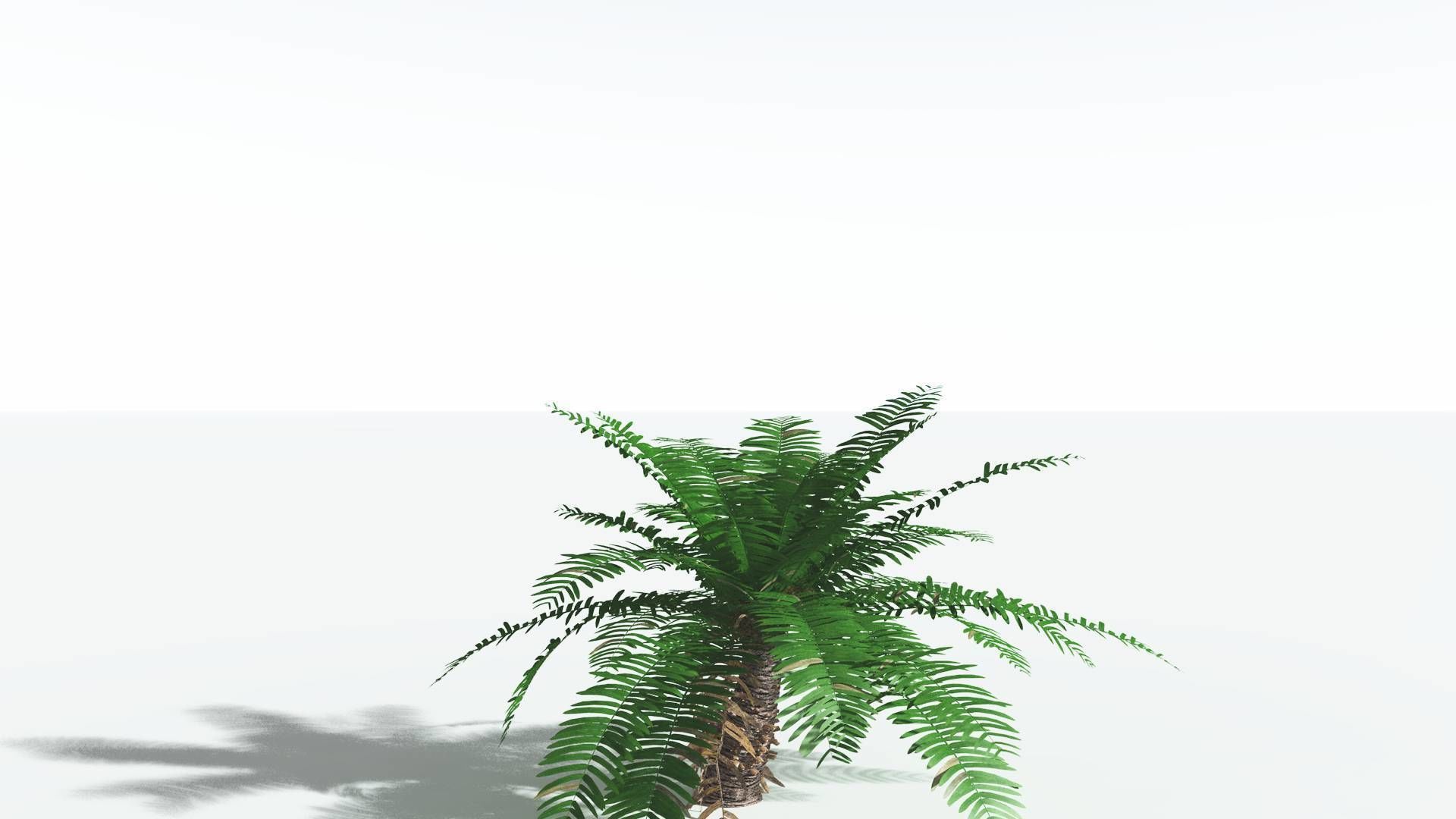 EVERYPlant Pseudoctnis Cycad 3 --12 Models-- 3D model_16