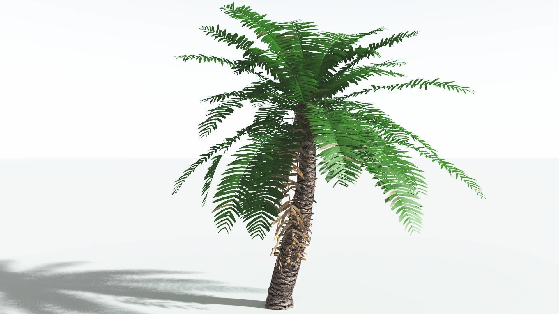 EVERYPlant Pseudoctnis Cycad 3 --12 Models-- 3D model_14