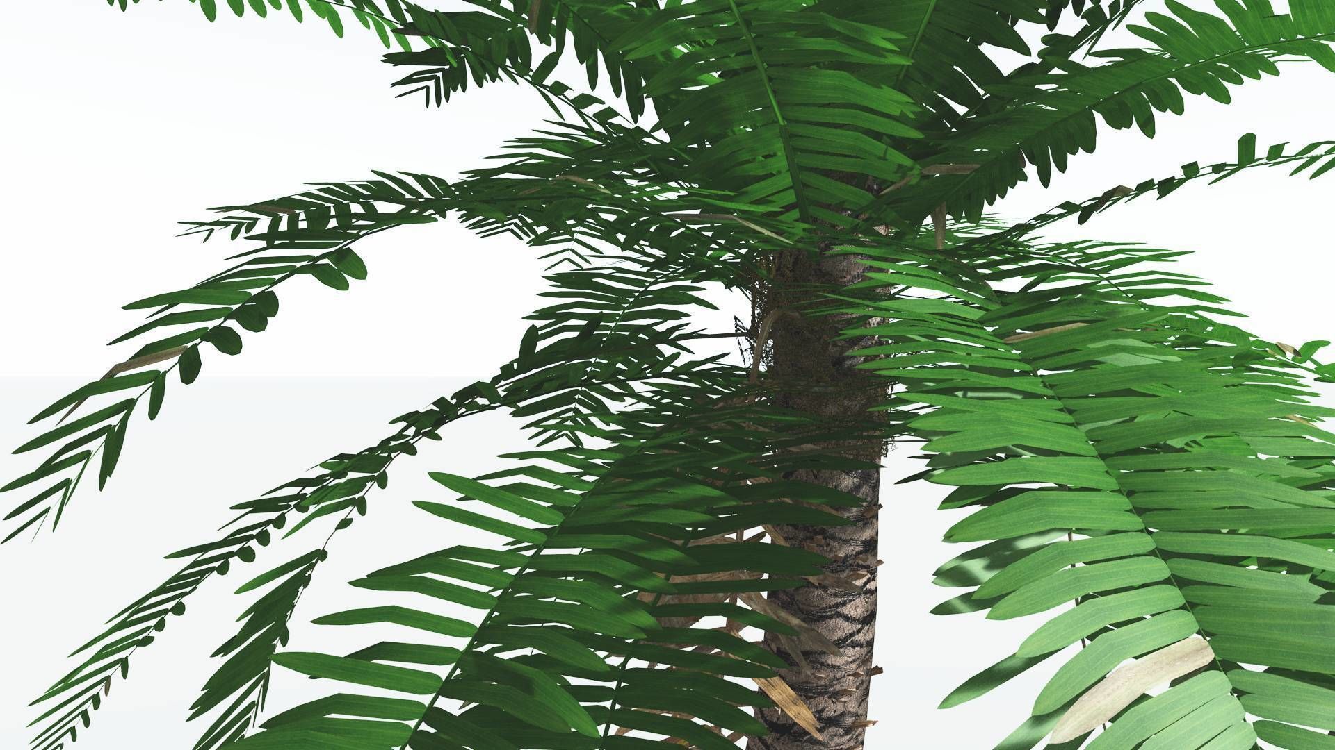 EVERYPlant Pseudoctnis Cycad 3 --12 Models-- 3D model_23