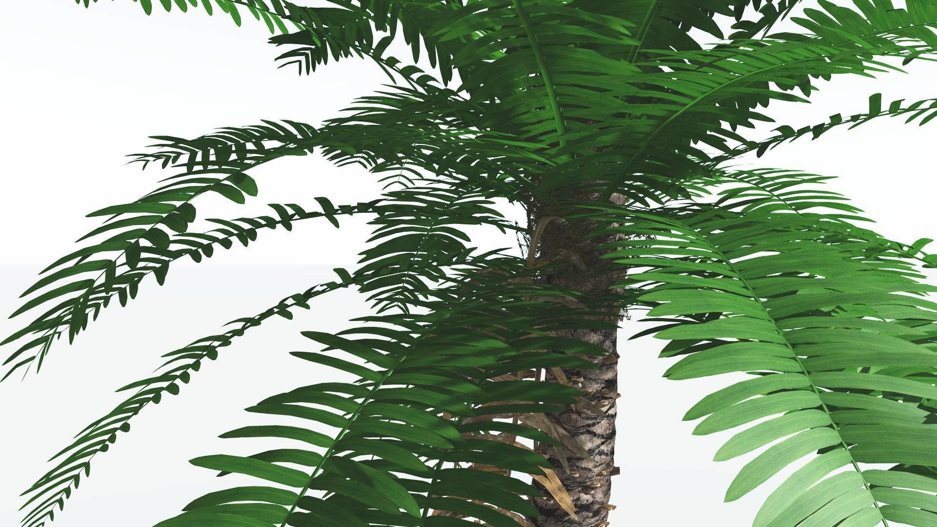 EVERYPlant Pseudoctnis Cycad 3 --12 Models-- 3D model_5