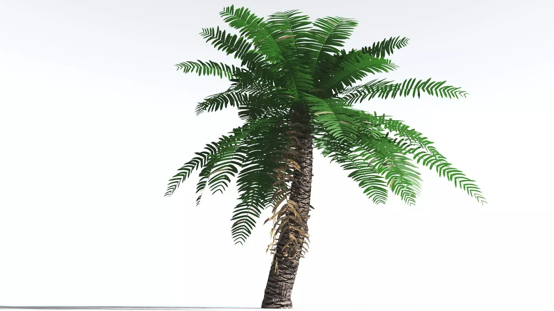 EVERYPlant Pseudoctnis Cycad 3 --12 Models-- 3D model_0