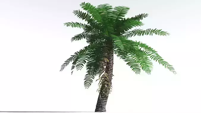 EVERYPlant Pseudoctnis Cycad 3 --12 Models-- 3D model