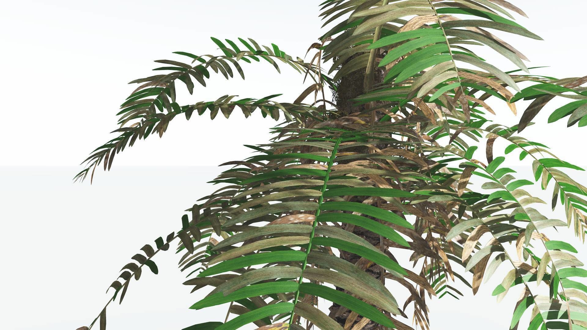 EVERYPlant Pseudoctnis Cycad 3 --12 Models-- 3D model_9