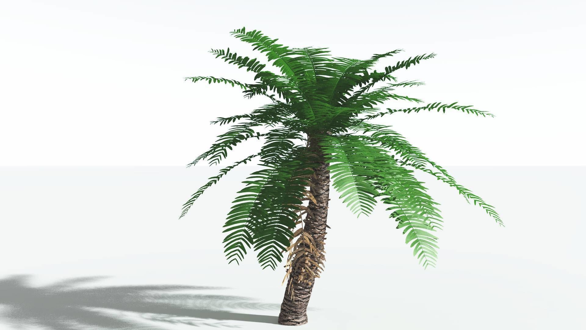 EVERYPlant Pseudoctnis Cycad 3 --12 Models-- 3D model_4