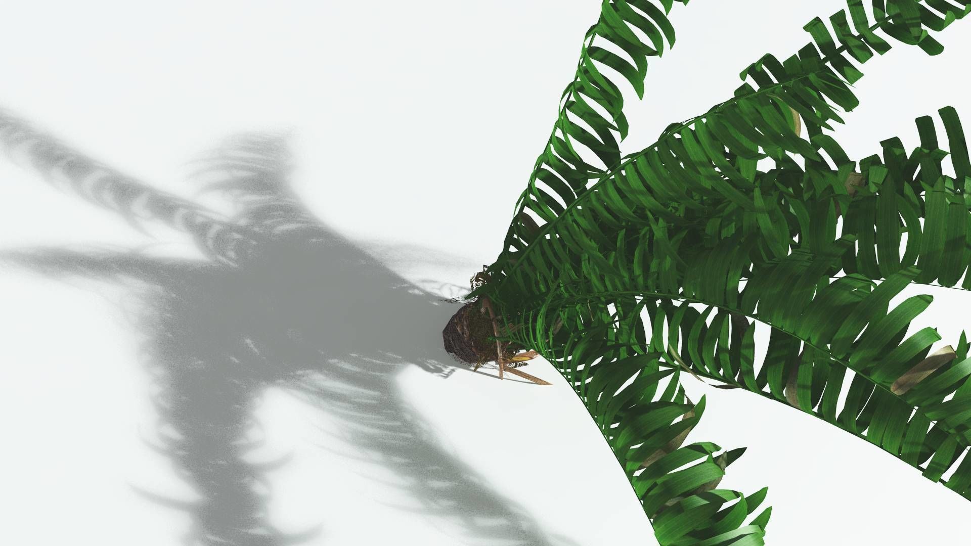 EVERYPlant Pseudoctnis Cycad 3 --12 Models-- 3D model_21