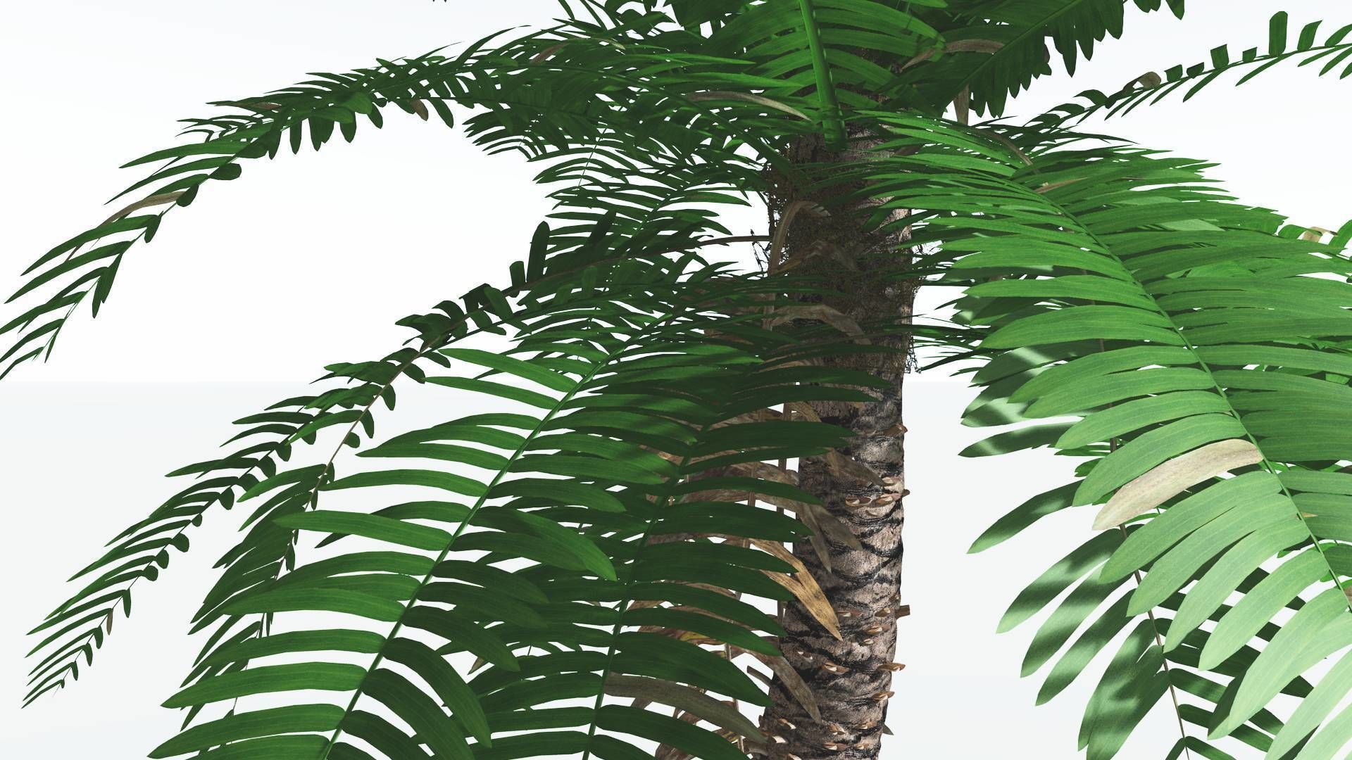 EVERYPlant Pseudoctnis Cycad 3 --12 Models-- 3D model_15