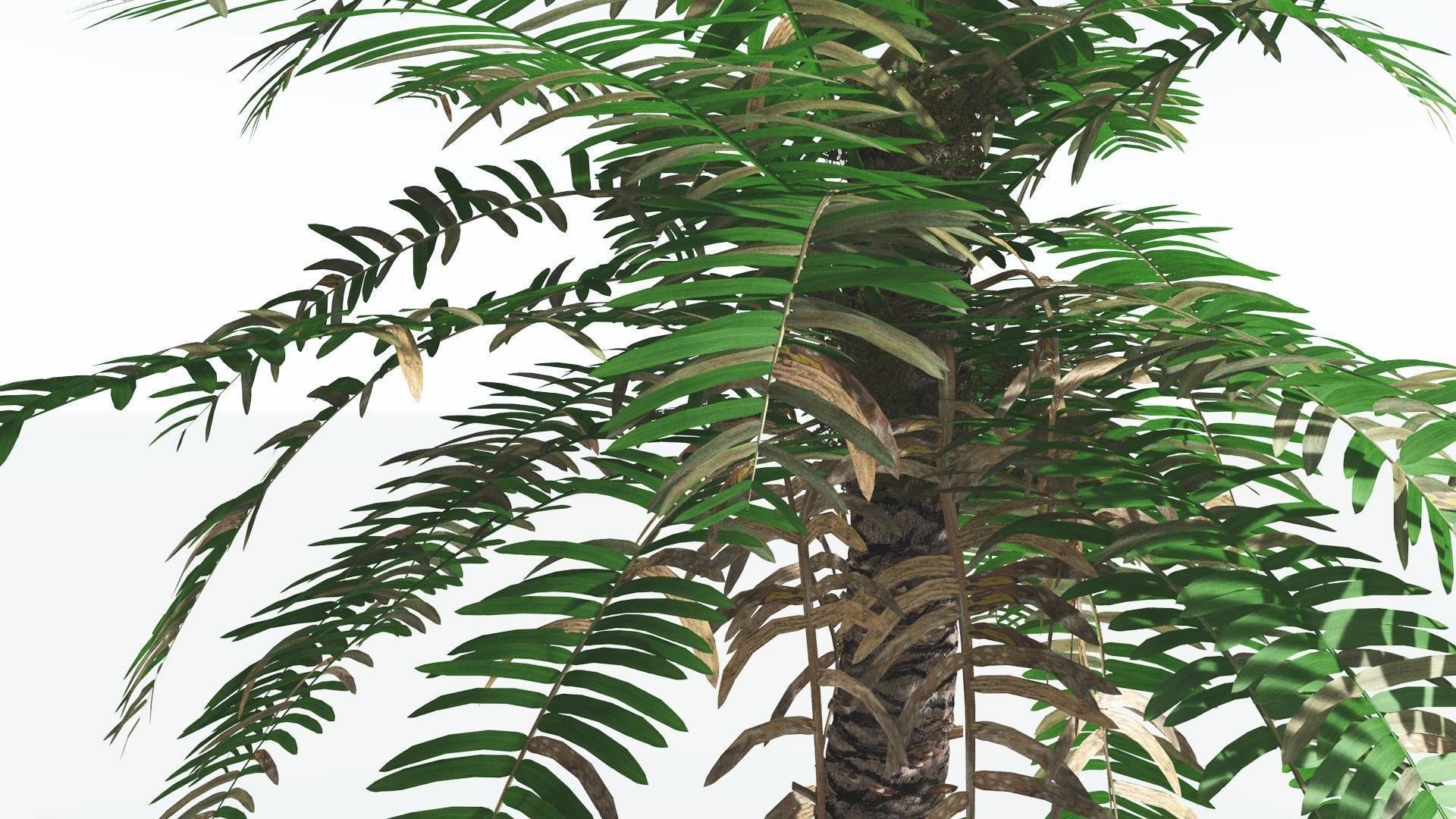 EVERYPlant Pseudoctnis Cycad 3 --12 Models-- 3D model_7