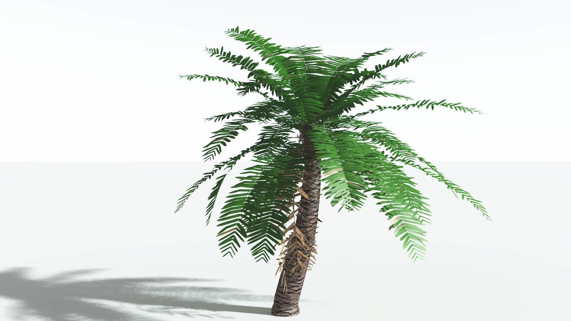 EVERYPlant Pseudoctnis Cycad 3 --12 Models-- 3D model_22