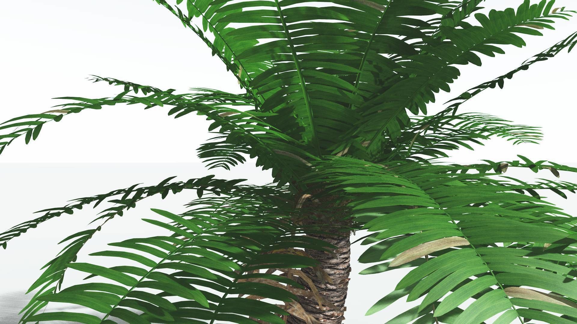 EVERYPlant Pseudoctnis Cycad 3 --12 Models-- 3D model_17