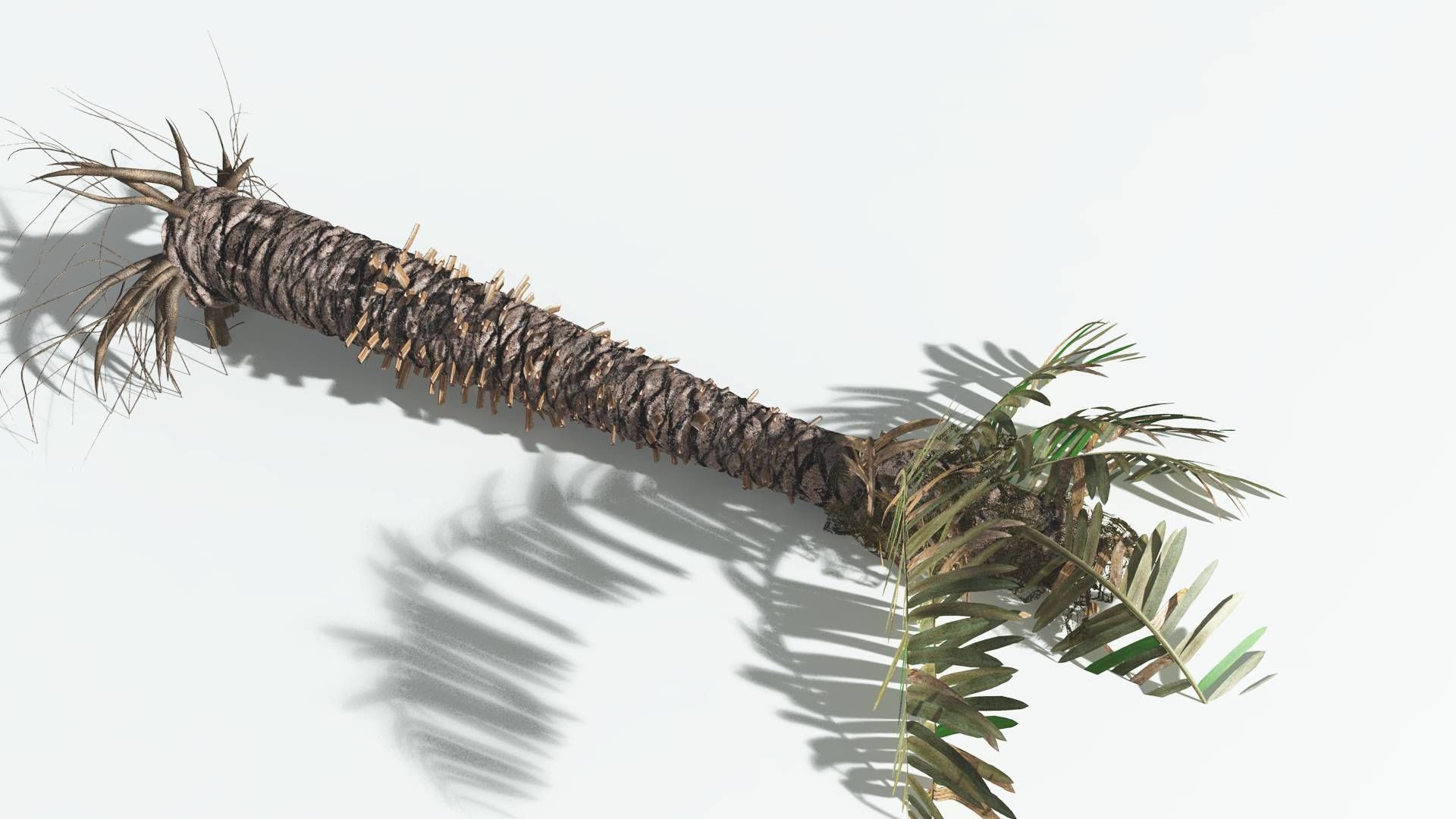 EVERYPlant Pseudoctnis Cycad 3 --12 Models-- 3D model_13