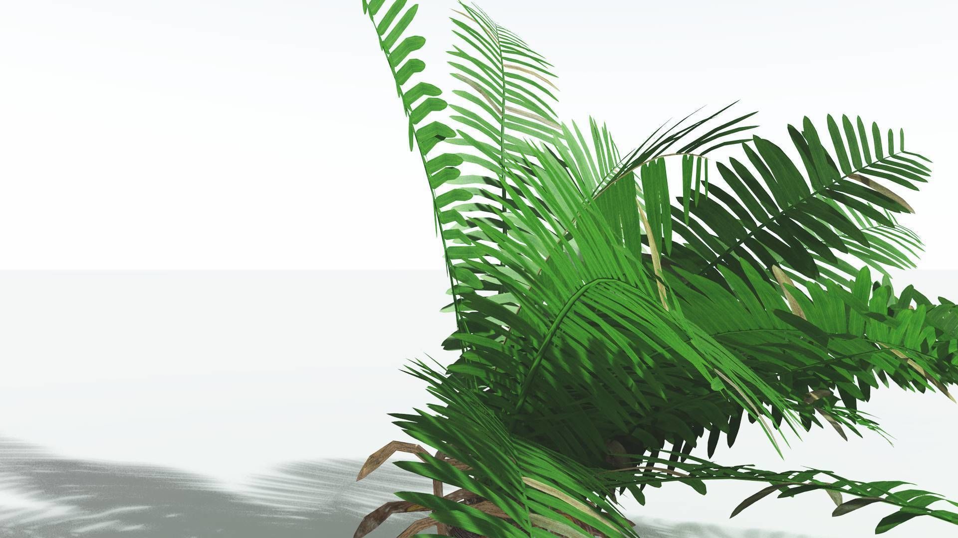 EVERYPlant Pseudoctnis Cycad 3 --12 Models-- 3D model_19