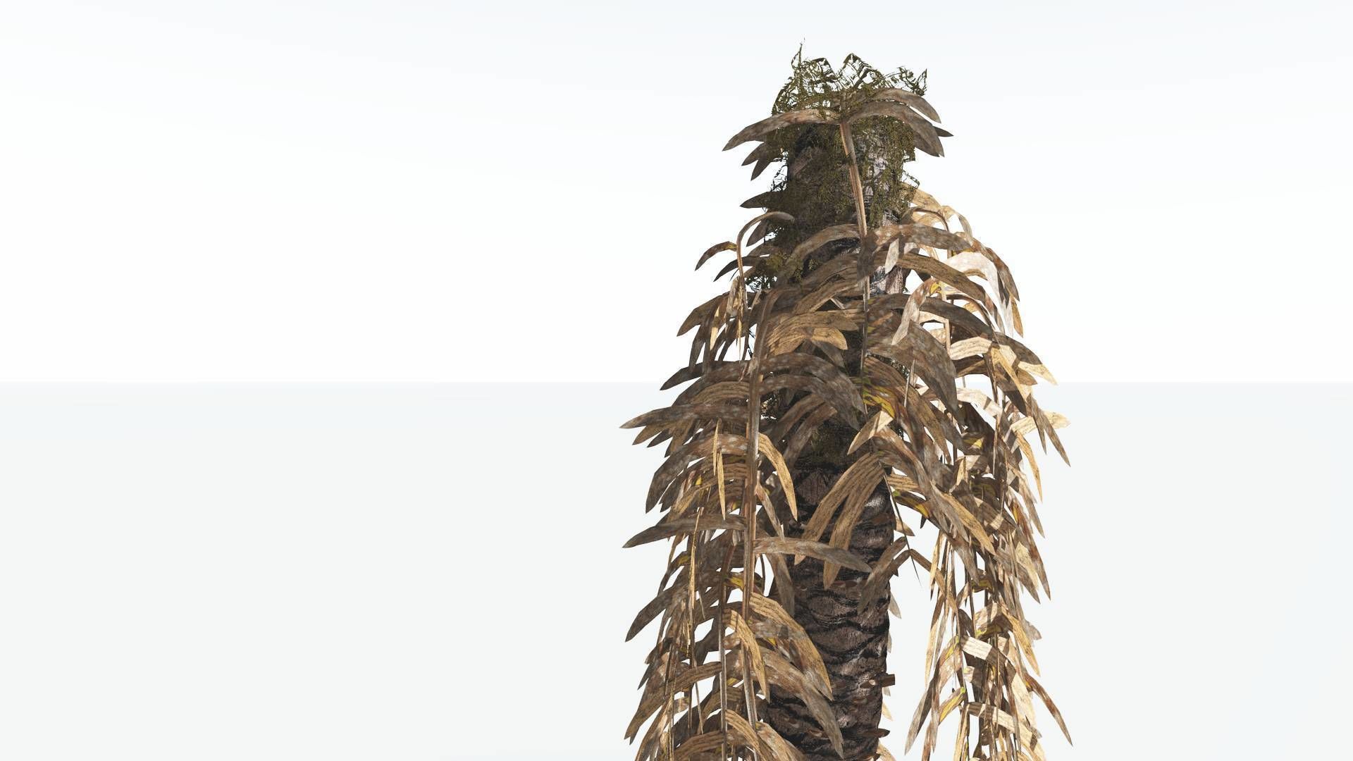 EVERYPlant Pseudoctnis Cycad 3 --12 Models-- 3D model_11