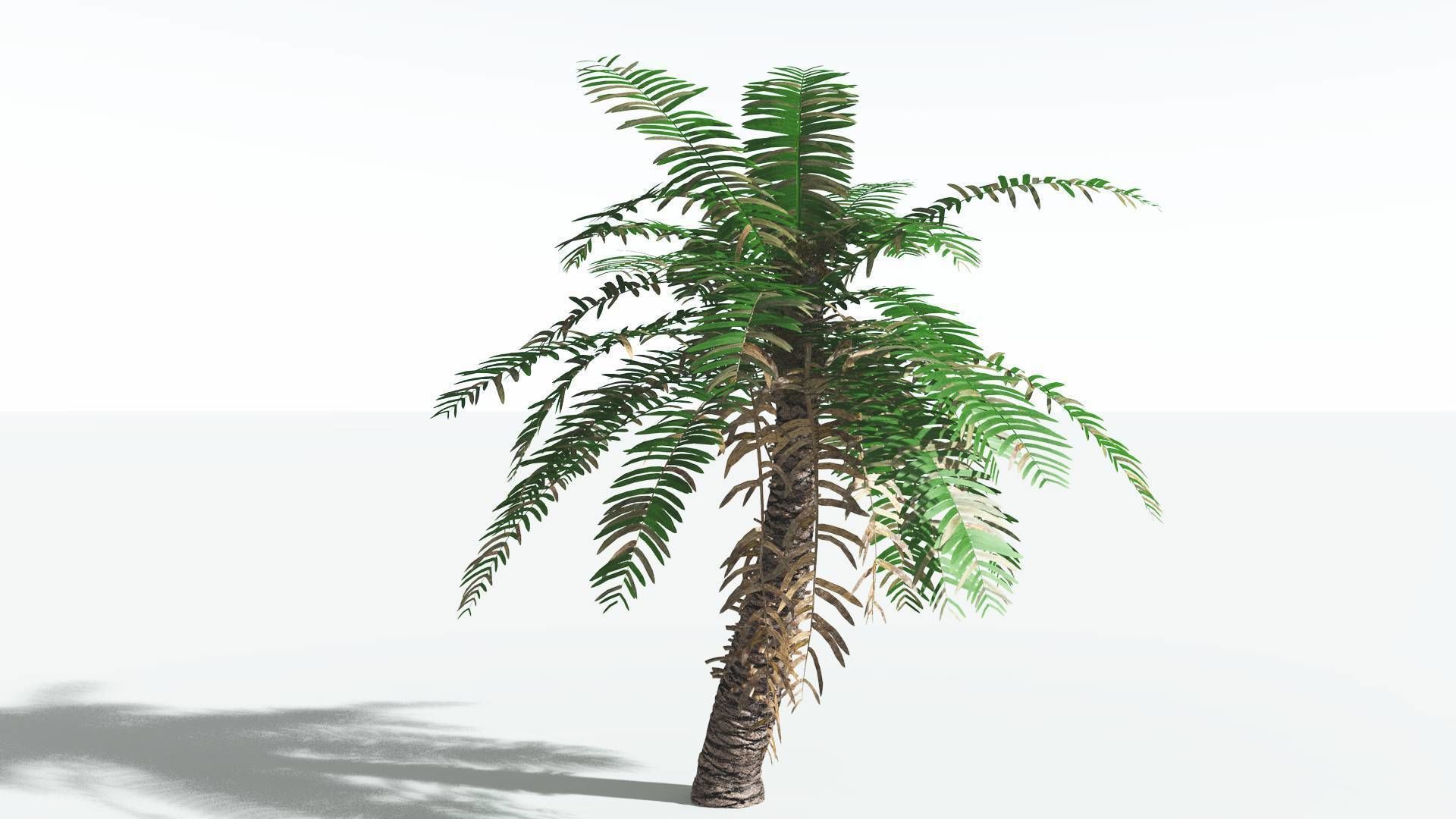 EVERYPlant Pseudoctnis Cycad 3 --12 Models-- 3D model_6