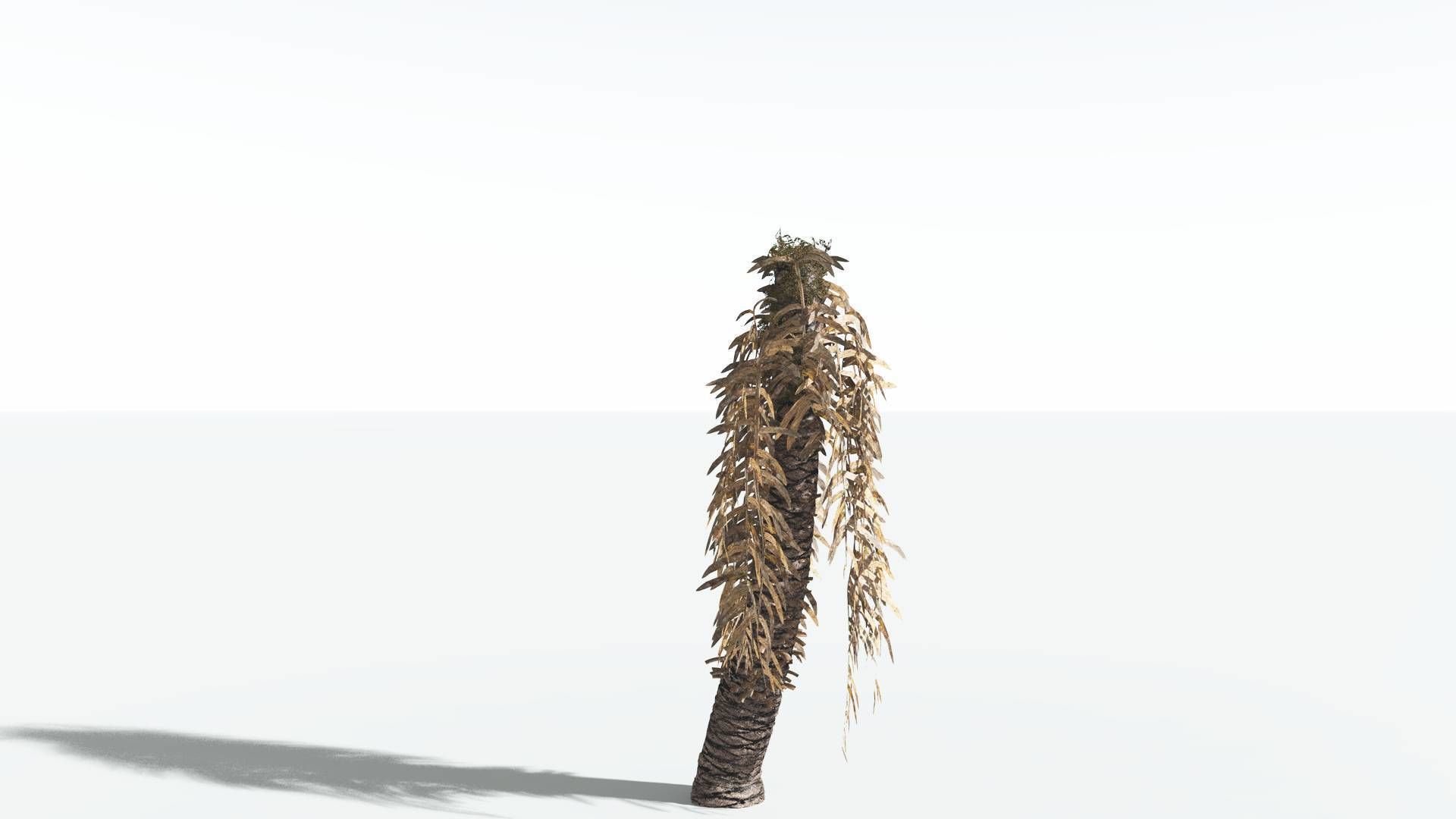 EVERYPlant Pseudoctnis Cycad 3 --12 Models-- 3D model_10
