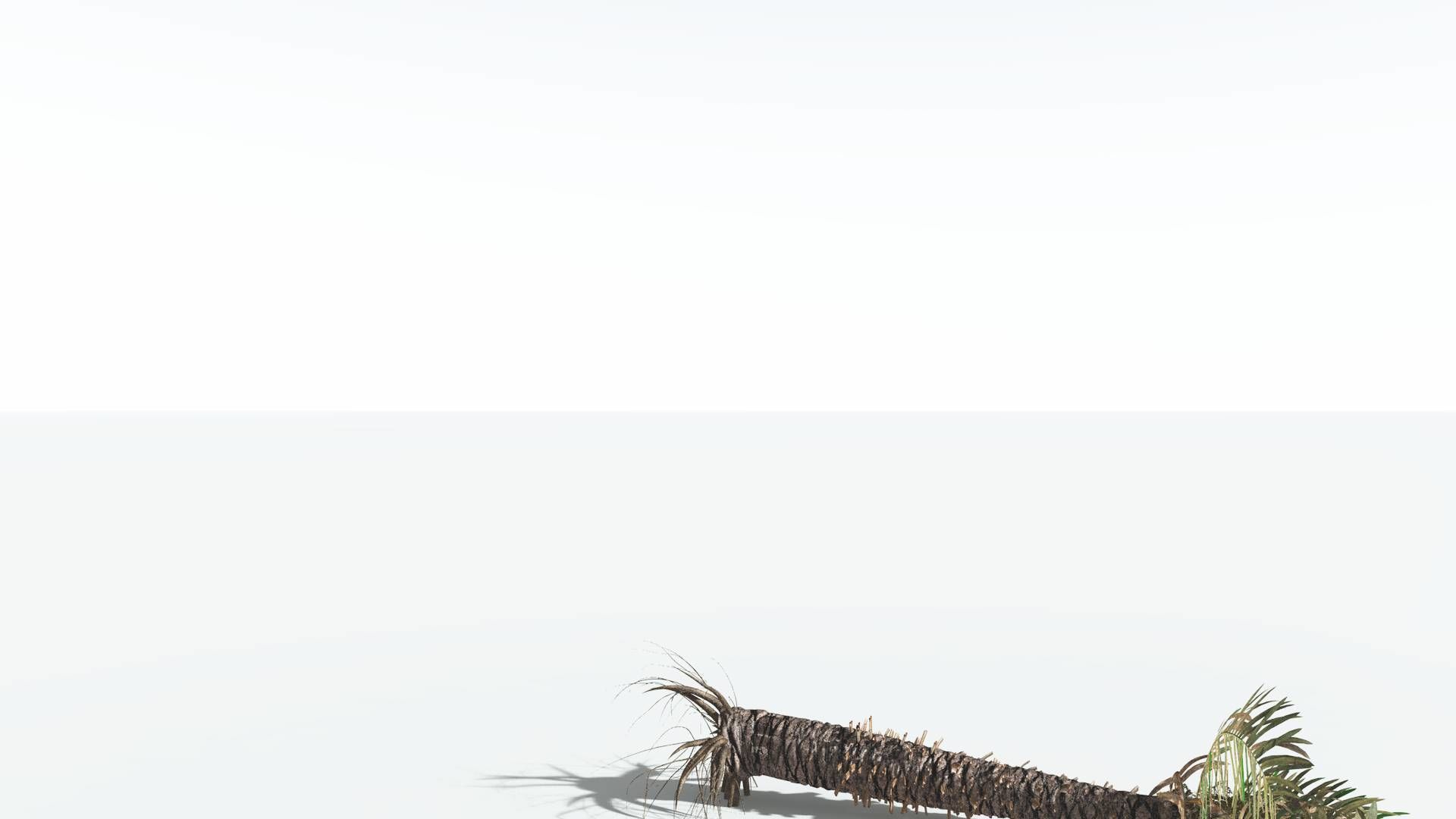 EVERYPlant Pseudoctnis Cycad 3 --12 Models-- 3D model_12