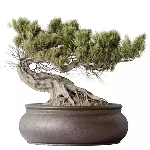 HQ HousePlants Bonsai Pinus Pentaphylla Thunbergii09