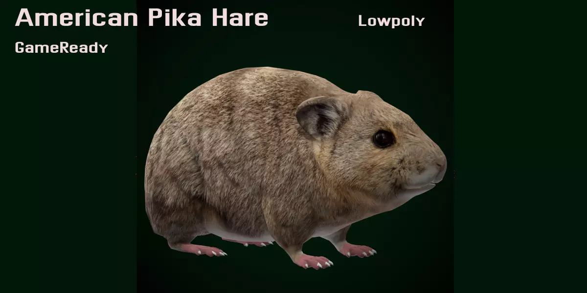 American Pika Rodent Low-poly 3D model