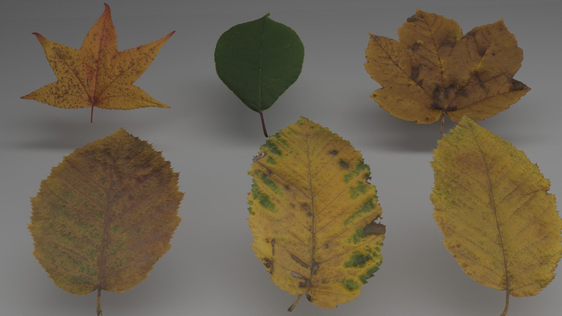lowpoly leaves pack Low-poly 3D model_7